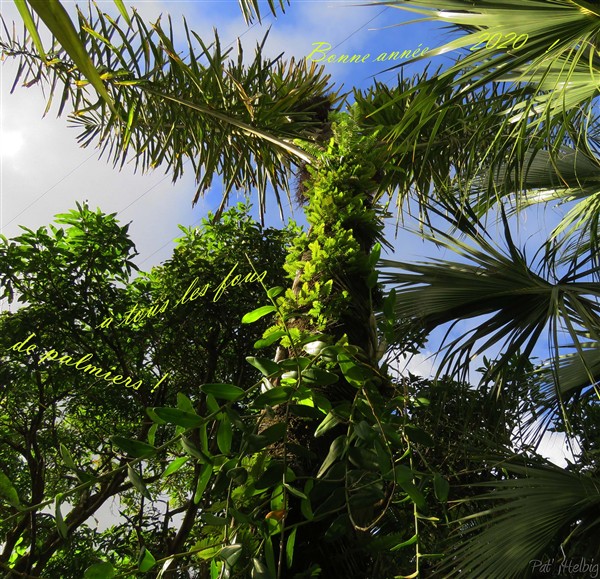 Bonne année 2020 à tous les Fous de palmiers!.jpg