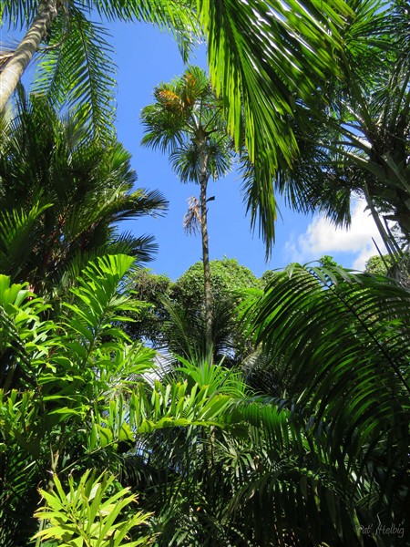 + Le Mauritiella aculeata ou palmier fantôme.jpg