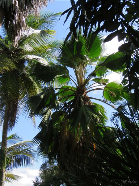 + Le Pritchardia pacifica ou palmier éventail du Pacifique.jpg