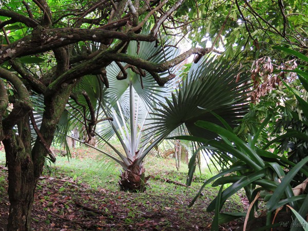 + Le Bismarkia nobilis ou palmier bleu de Madagascar.jpg