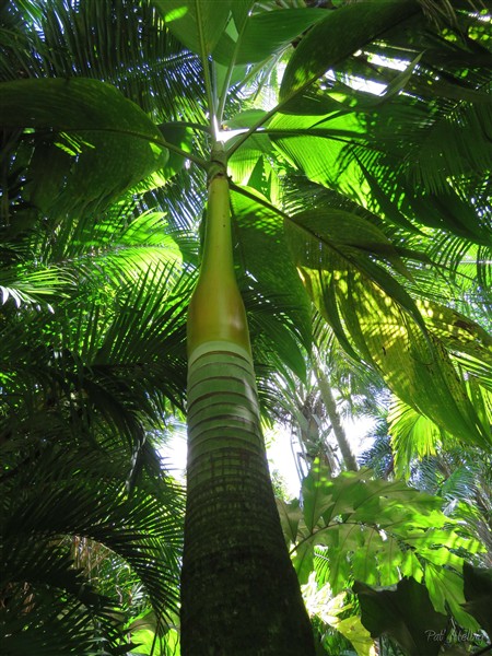 + Le Clinostigma samoense ou palmier des Samoa.jpg