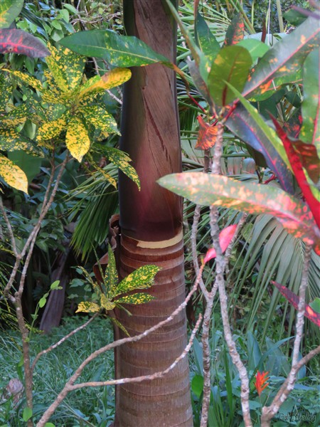 Le Satakentia liukiuensis ou palmier de Liukiu.jpg