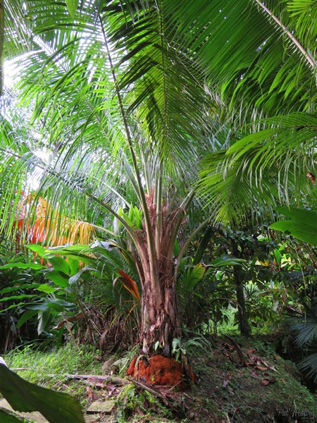 Le Beccariophoenix fenestralis ou palmier à jalousies.jpg