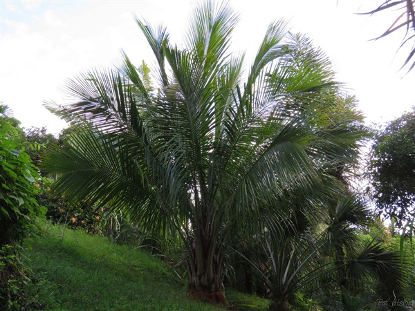 Le Beccariophoenix alfredii ou cocotier du haut plateau.jpg