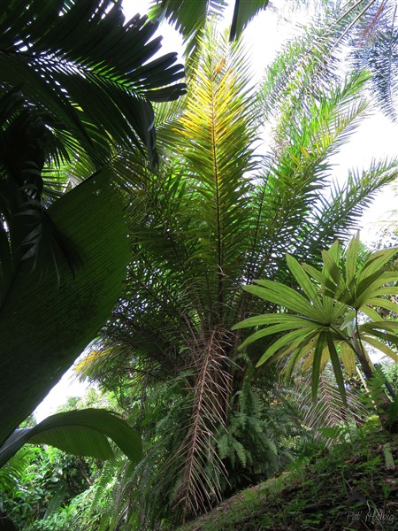 L'Elaeis guineensis ou palmier à huile africain.jpg