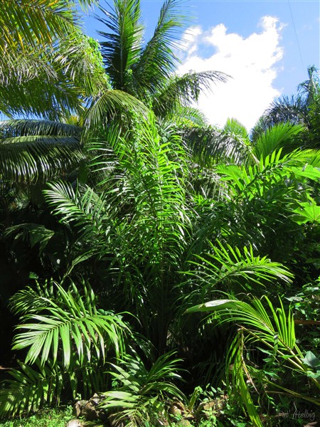 L'Elaeis oleifera ou palmier à huile américain.jpg