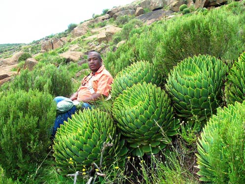 spiral-aloe-bongani.jpg