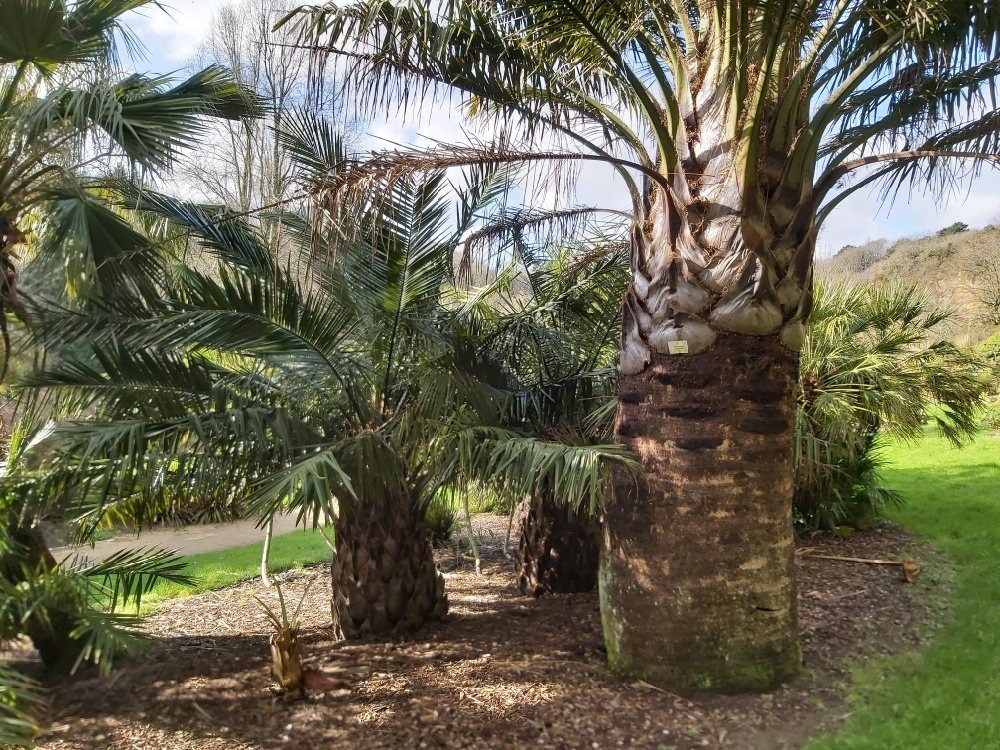 Jubaea chilensis et butia odorata