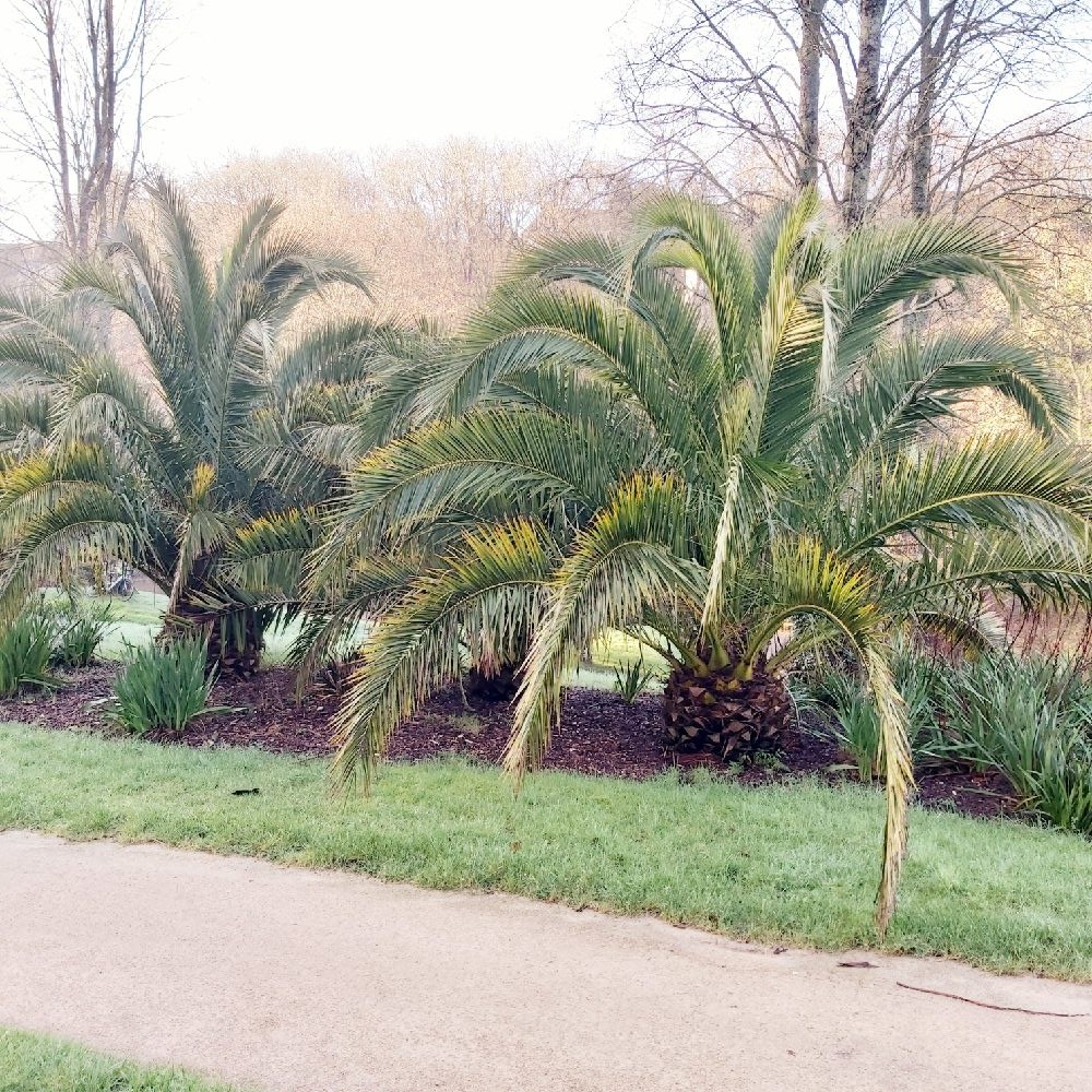 Phoenix canariensis