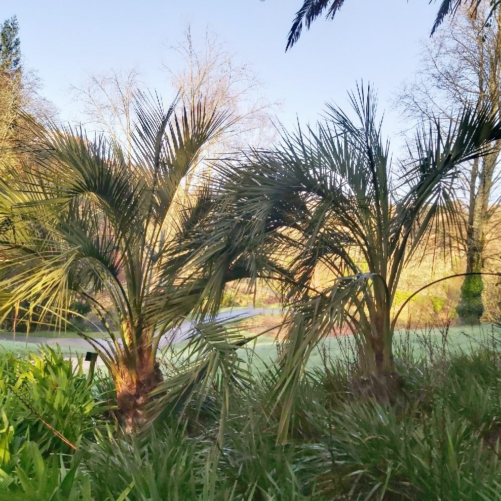 Butia odorata