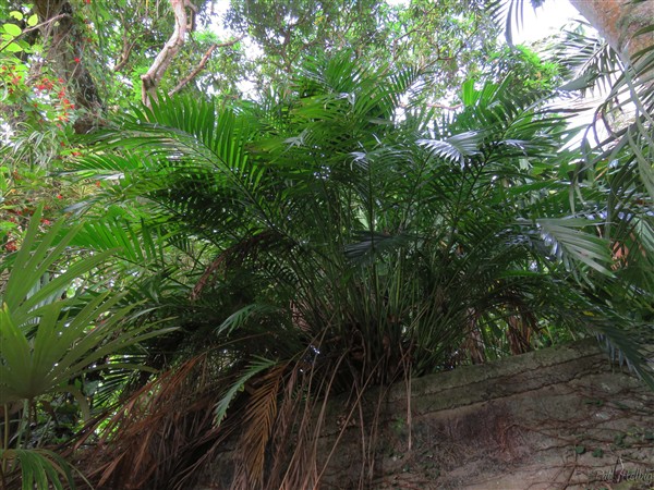 Le Chamaeodorea cataractarum ou palmier des cataractes.jpg