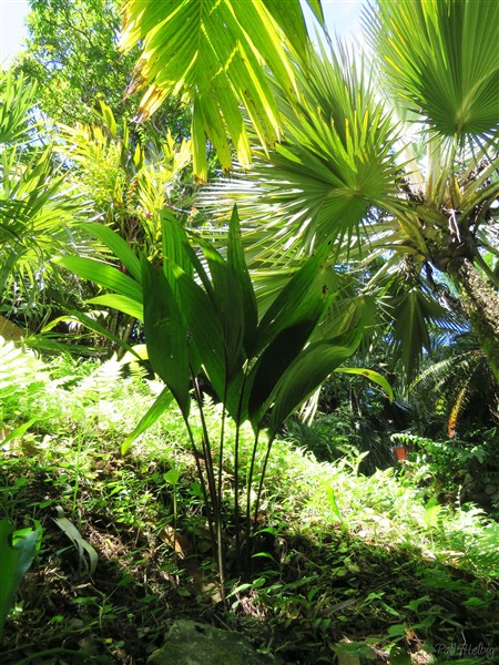 Le Lemurophoenix halleuxii ou palmier de Halleux. ’Il faut une quinzaine d’années pour passer de la germination à la formation d’un tronc!.jpg