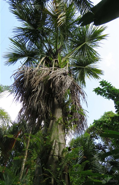 Le Mauritia flexuosa ou palmier bâche.jpg