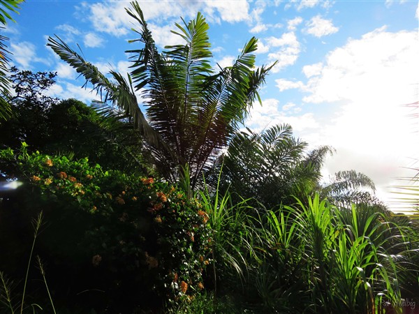 L'Arenga pinnata ou palmier à sucre..jpg