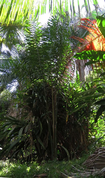 L'Attalea maripa ou palmier maripa.jpg