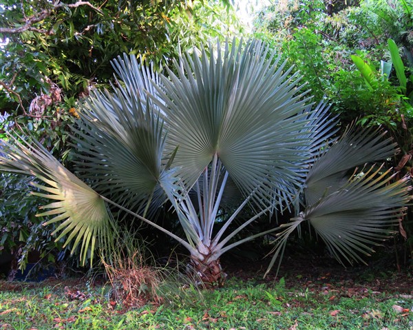 Le Bismarckia nobilis sous un autre angle..jpg