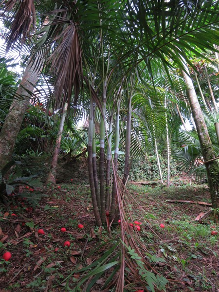 Le Dypsis arenarum ou palmier sable.jpg