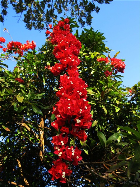 Le plus joli de mes bougainvillées se met en couleur avec l'arrivée de la saison sèche.2.jpg