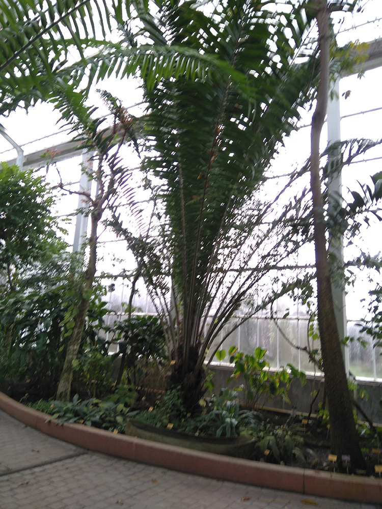 une sorte de cycas géant mais vraiment immense, désolé la photo est floue, là on en voit qu'un mais ils en ont beaucoup..