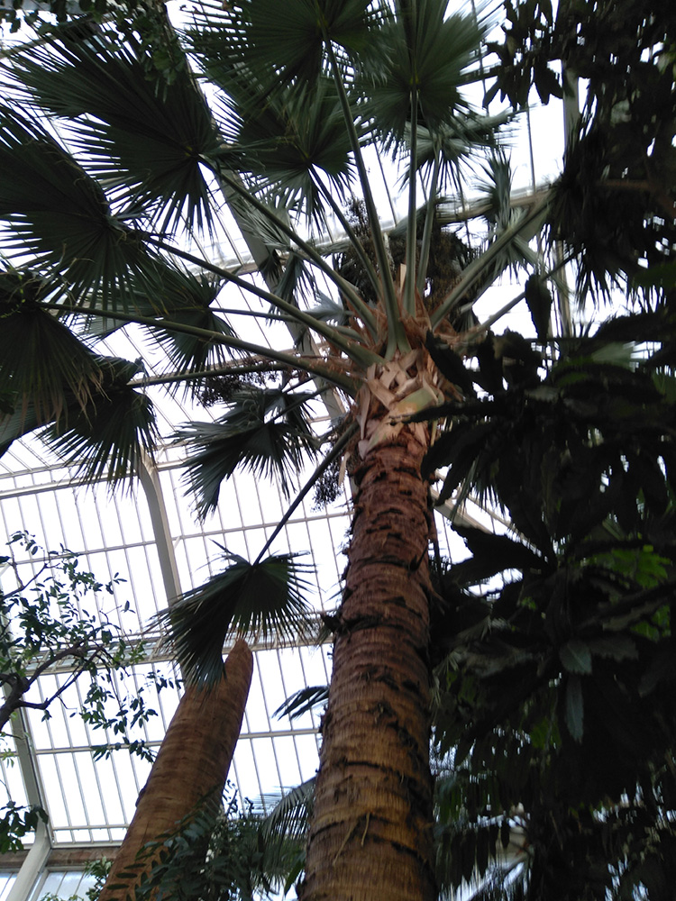 Le roi, le géant d'une des serres, un sabal domigensis somptueux dont les palmes sont gigantesques ( dur à voir sur ma photo désolé) on dirait qu'elles font facile 2 à 3m..
