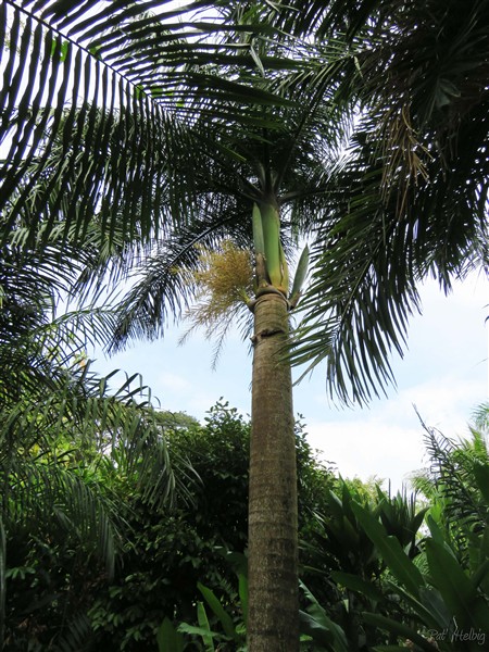 Le Roystonea regia ou palmier royal de Cuba 2.jpg