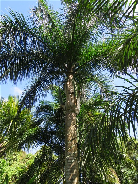 Le Roystonea regia ou palmier royal de Cuba 1.jpg