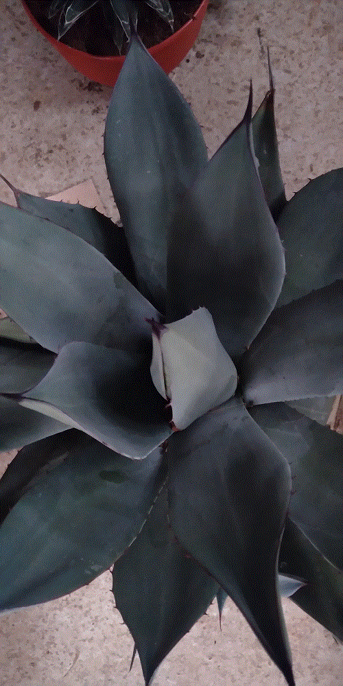 agave1.gif