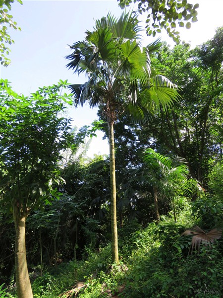 L'un des nombreux Coccotrhrinax barbadensis ou palmier à balais.jpg