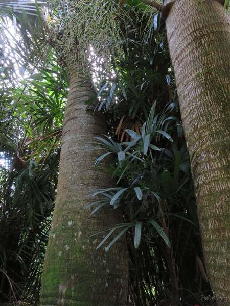 Les plus vieux Hyophorbes lagenicaulis ou palmiers bonbonne.jpg