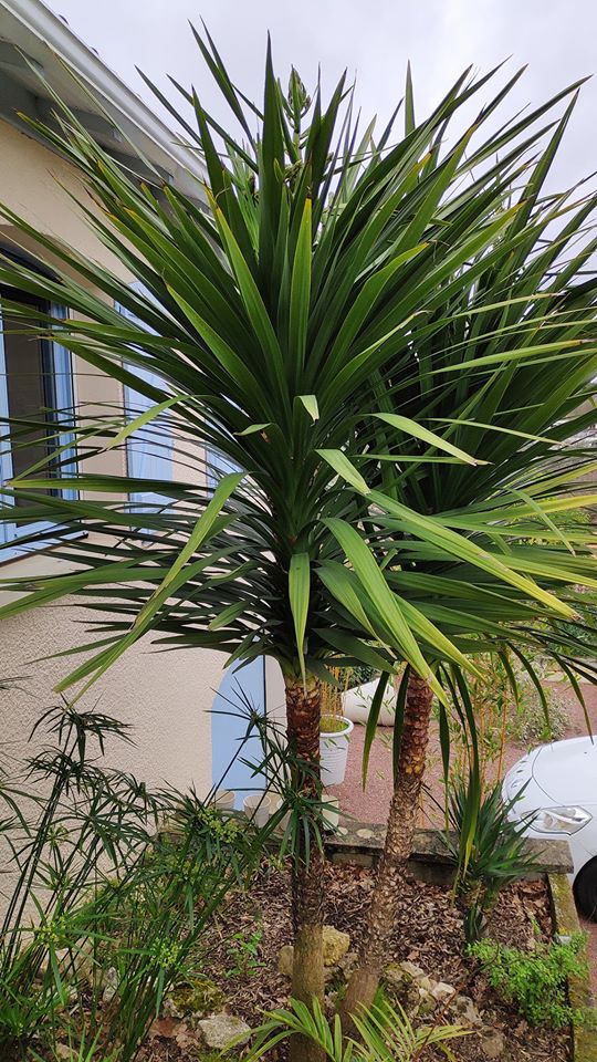 cordyline1.jpg