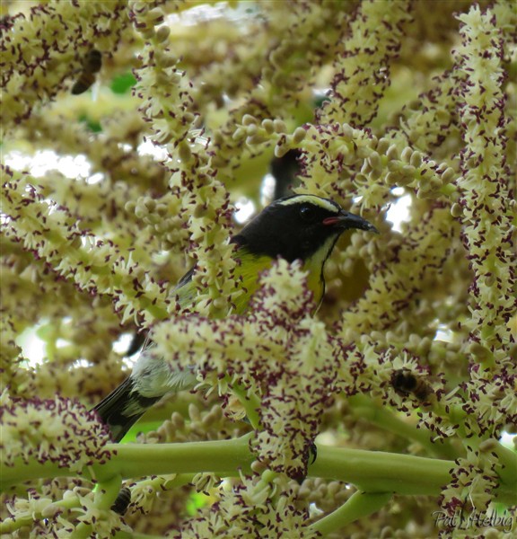 la vie de l'inflorescence du palmier royal de Cuba 5.jpg