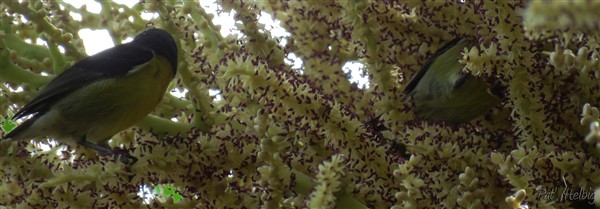 la vie de l'inflorescence du palmier royal de Cuba 4.jpg