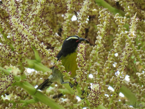 la vie de l'inflorescence du palmier royal de Cuba 3.jpg