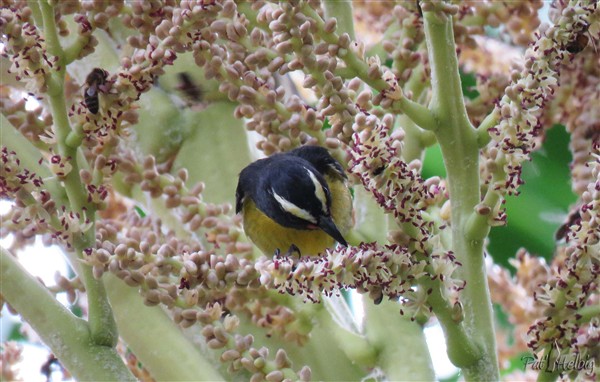 la vie de l'inflorescence du palmier royal de Cuba 2.jpg