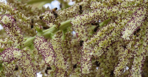 la vie de l'inflorescence du palmier royal de Cuba 1.jpg