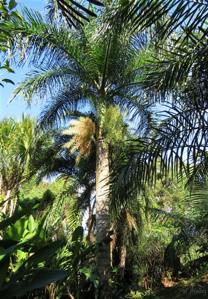 Les inflorescences du palmier royal de Cuba.jpg