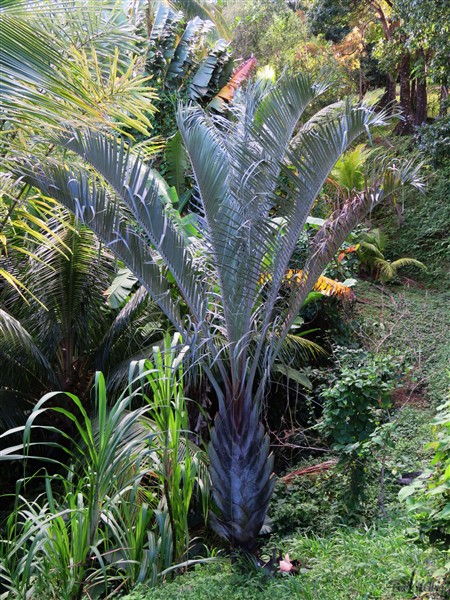 L'autre Dypsis decayi ou palmier triangle.jpg