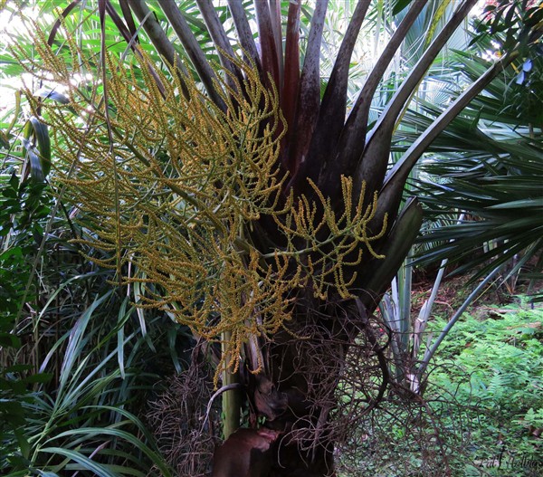 Inflorescence de l'un des Dypsis decaryi, celui qui a déjà été renversé 2 fois par la tempête....jpg