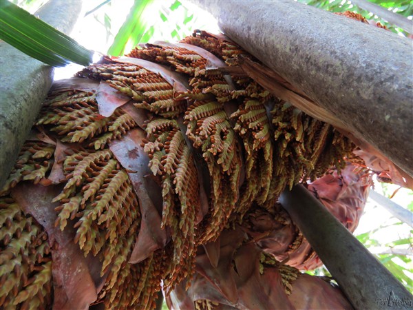 Le développement de l'inflorescence du Raphia.jpg