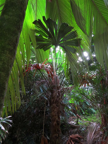 Pelagodoxa henryana et Licuala ramsayi  séparés par la ravine se côtoient...Les feuilles sont bien différentes!.jpg