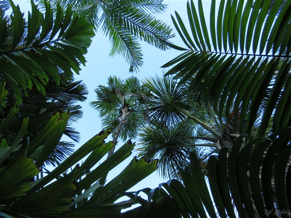 Au coeur de l'Amazonie! Socratea exorrhiza, Bactris gasipaes, Oenocarpus bacaba et au centre Mauritiella aculeata et Mauritia flexuosa.jpg