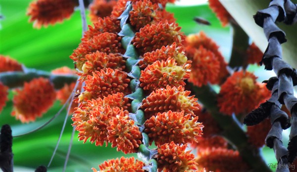 Zoom sur l'inflorescence mâle..jpg