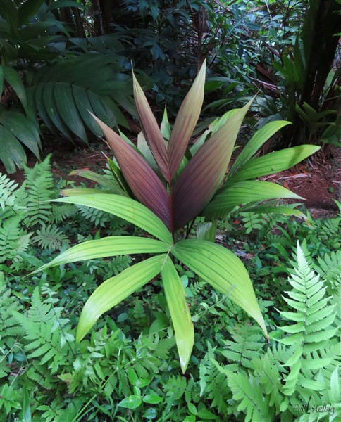 La jeune palme du Lemurophoenix halleuxii, plus discrète avec les couleurs en fondu, est magnifique!.jpg