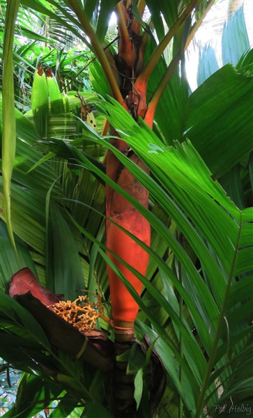 La beauté du manchon foliaire de l'Areca vestaria!.jpg