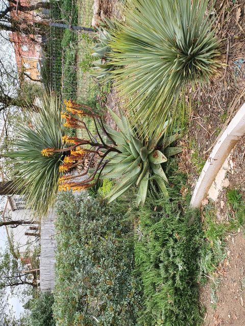 aloe spectabilis nolina nelsoni.jpg