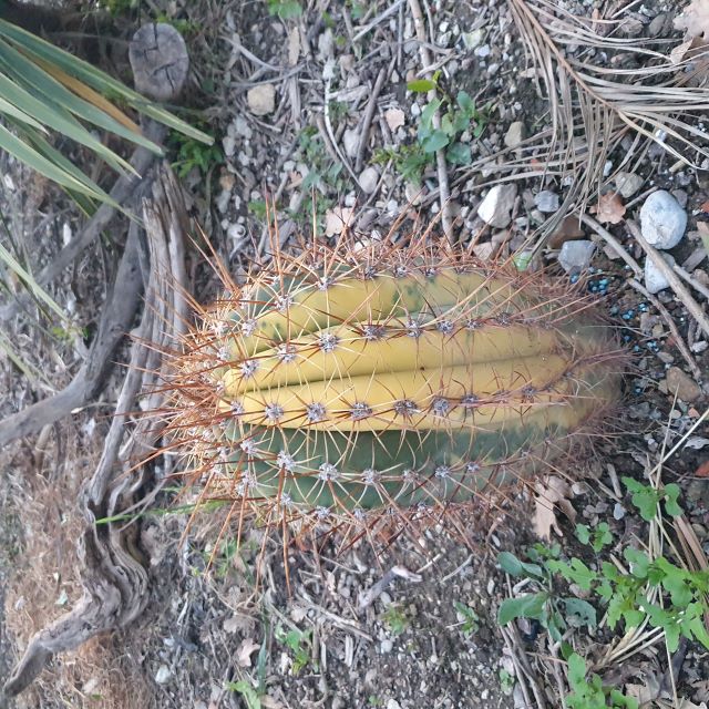 trichocereus tersheki variegatai.jpg