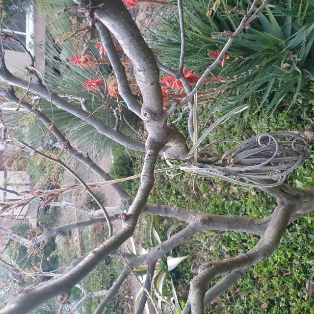 tillandsia durati sur caesalpinnia.jpg