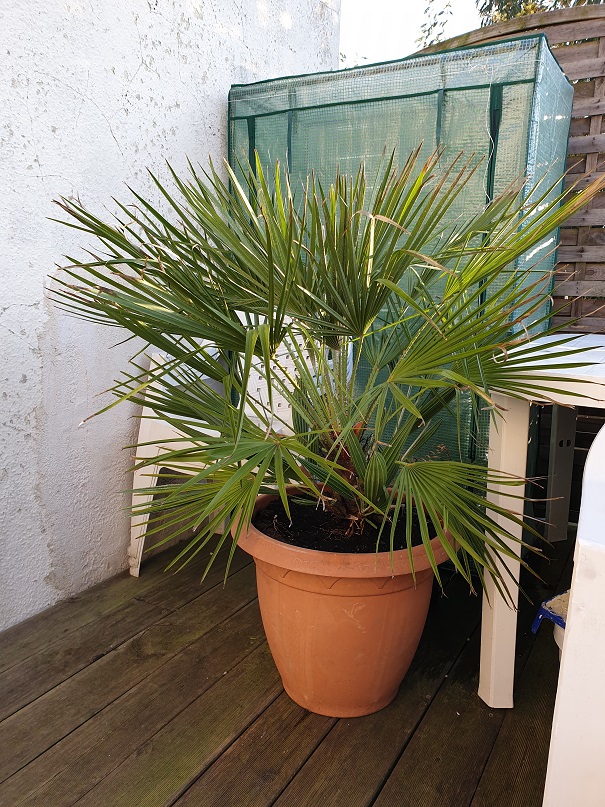 Chamaerops humilis