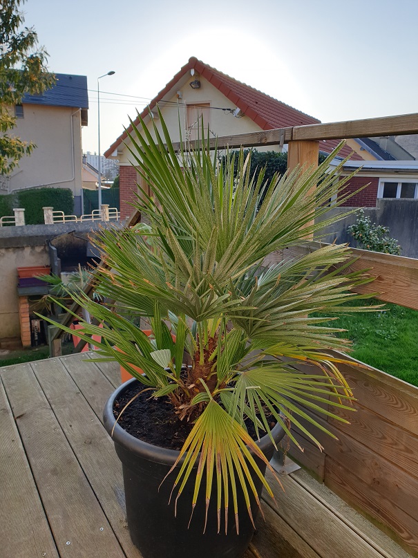 Chamaerops humilis vulcano?