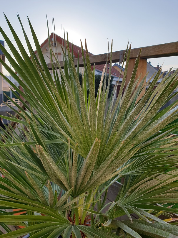 La dessous des palmes de celui vert + blanc